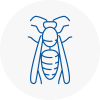 Warwick Wasp Nest Removal